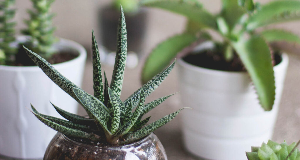 Low-maintenance indoor house plants can help enhance your décor. Image: Kari Shea on Unsplash.